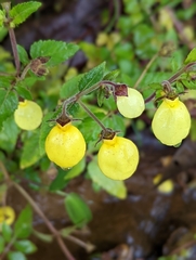 Calceolaria tripartita