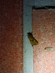 Papaipema cataphracta