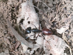 Dinomyrmex gigas