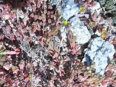 Portulaca