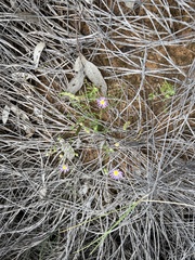 Brachyscome ciliaris