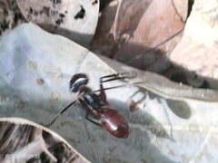 Dinomyrmex gigas