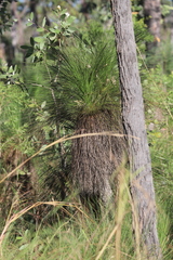 Xanthorrhoea johnsonii