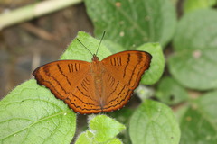 Pseudergolis wedah