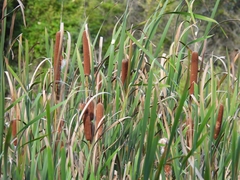 Typha