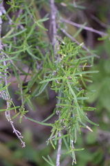 Fendlera linearis