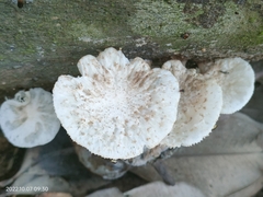 Favolaschia manipularis