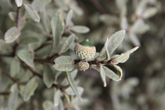 Quercus microphylla