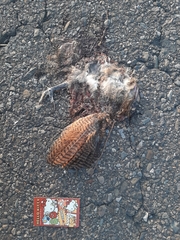 Centropus bengalensis