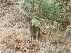 Sylvilagus bachmani