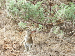 Sylvilagus bachmani