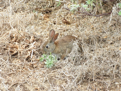 Sylvilagus bachmani