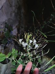 Cleome gynandra