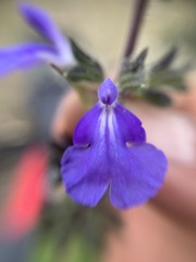 Salvia amarissima