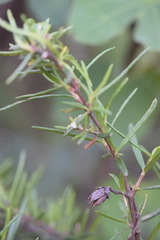 Fendlera linearis