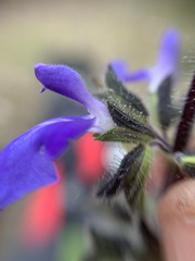 Salvia amarissima