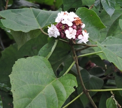Clerodendrum chinense