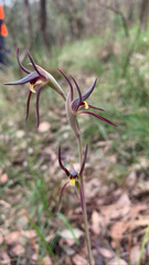 Lyperanthus suaveolens