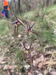 Lyperanthus suaveolens