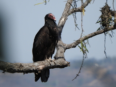 Cathartes aura