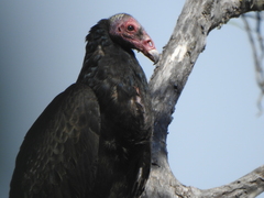 Cathartes aura