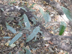 Tracheophyta