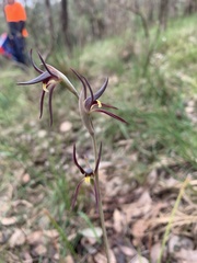 Lyperanthus suaveolens