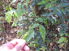Blepharocalyx salicifolius