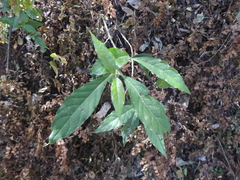 Tracheophyta