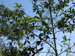 Tracheophyta