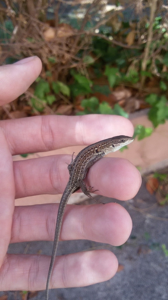 Lizard In Rome Italian Wall Lizard from Roma, Lazio, IT on September 7, 2015 at 11:08 ...