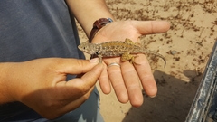Sceloporus zosteromus