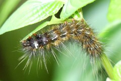 Creatonotos transiens