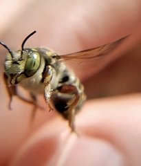 Trachusa fontemvitae