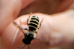 Trachusa fontemvitae