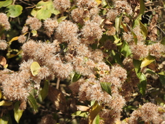 Asteraceae