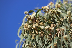Eucalyptus tetrodonta