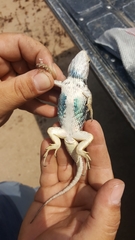 Sceloporus zosteromus
