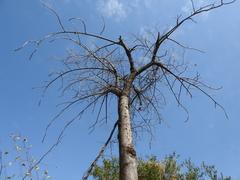 Vasconcellea quercifolia