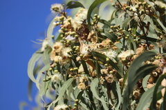 Eucalyptus tetrodonta