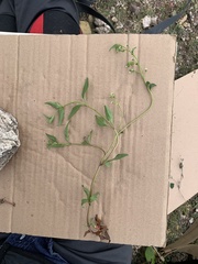 Piqueria trinervia