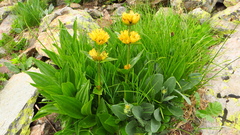Gentiana punctata