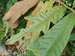 Cupania