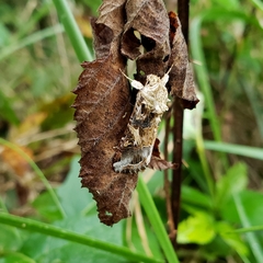Spodoptera latifascia