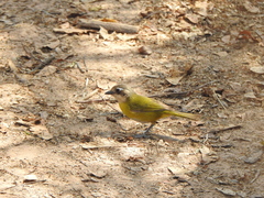 Chlorospingus flavopectus