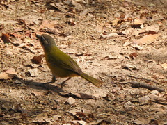 Chlorospingus flavopectus