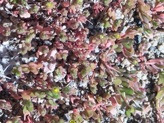 Portulaca
