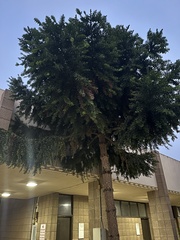 Araucariaceae