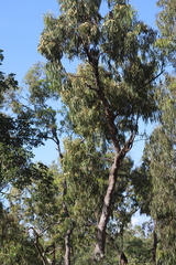 Eucalyptus tetrodonta