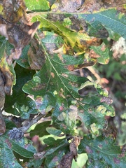 Aceria trichophila